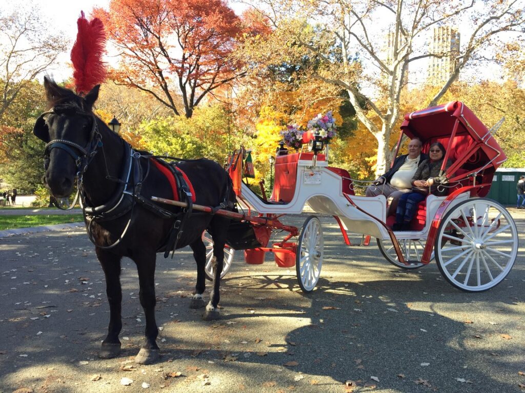 central park fall (Copy)